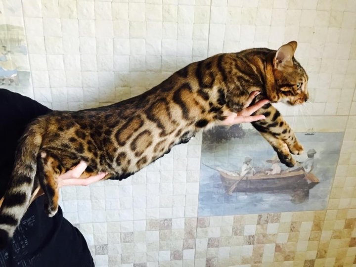 вязка бенгальских кошек. бенгальский кот. бенгальский кот вязка. вязка с бенгальским котом. бенгал вязка.