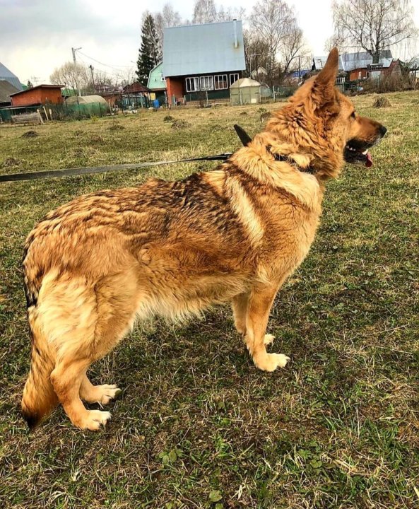 Овчарка девочка фото