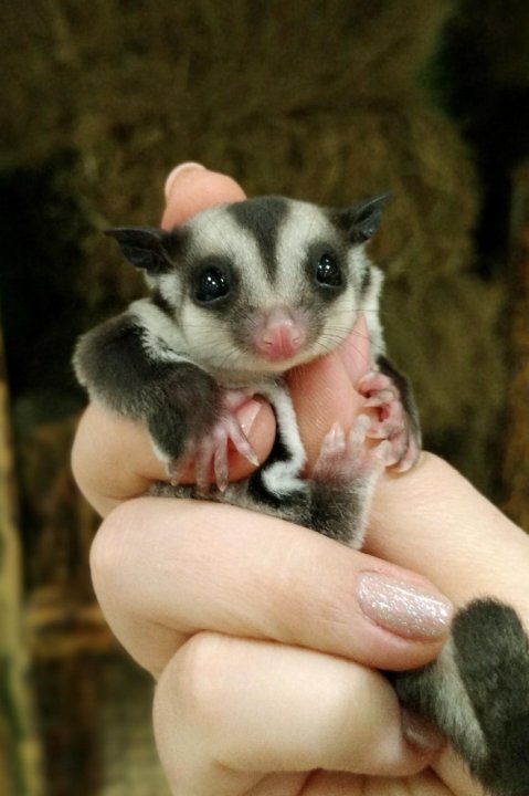 2. Какой корм нужно давать сахарному поссуму?