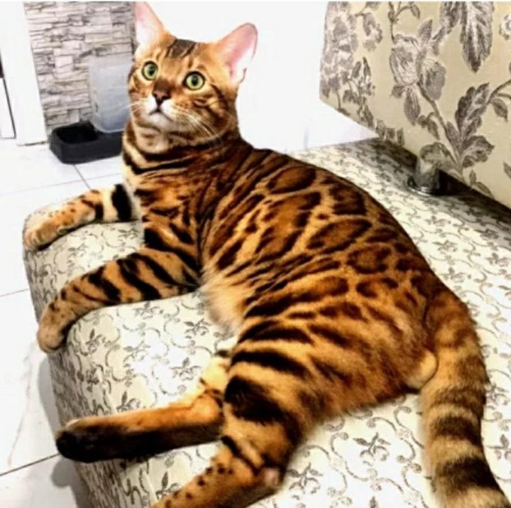 бенгальский кот вязка. бенгальский кот для вязки. бенгальские коты для вязки. бенгальский кот вязка. вязка с бенгальским котом.