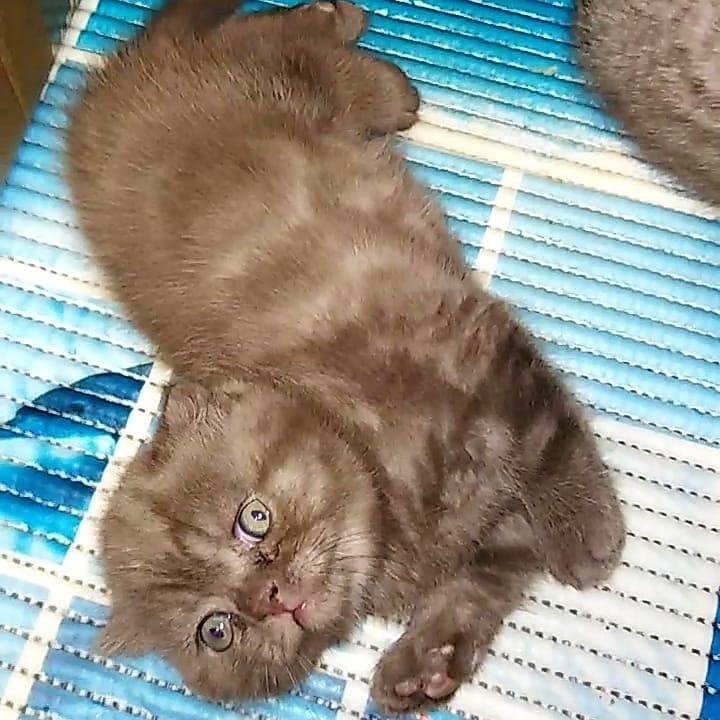 фотопленки сделайте вислоухие котята редкие окрасы фото про