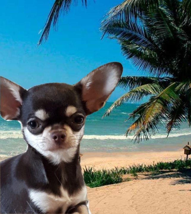 Щенки чихуахуа девочки. Щенки чихуахуа девочки. Чихуахуа девочка. Ричи чихуахуа. Чихуахуа длинношерстные взрослые рыжие.