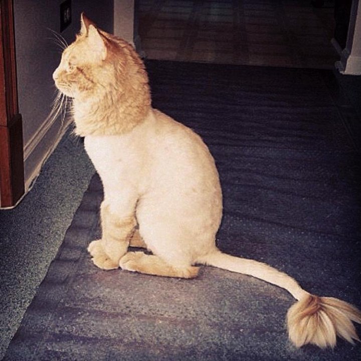Стрижка кота под льва фото