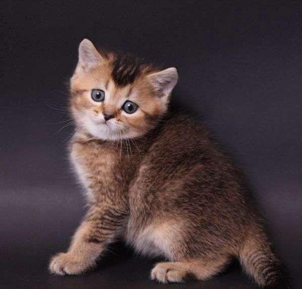 Шотландский золотой котенок фото