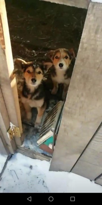 Кот и пес новокузнецк