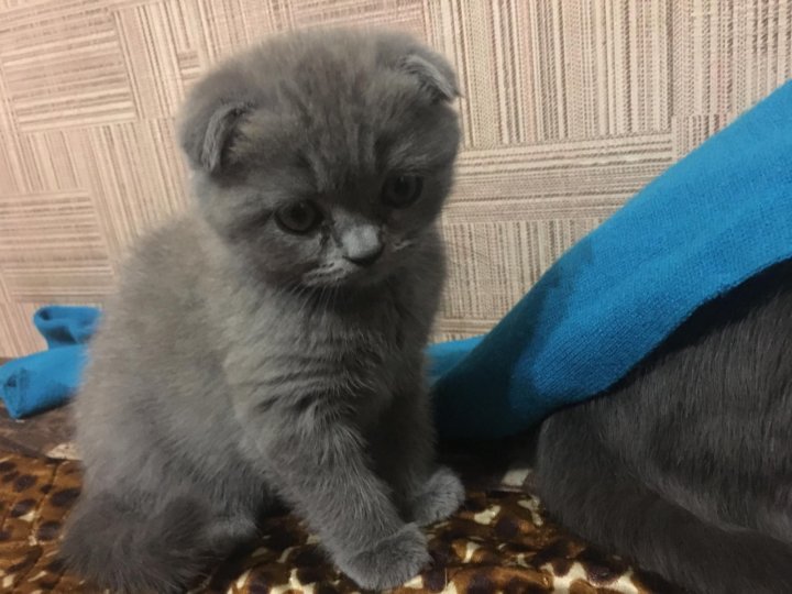 Авито Балаково Купить Котенка С Фото