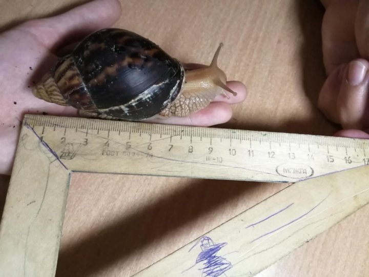 Возраст улитки
