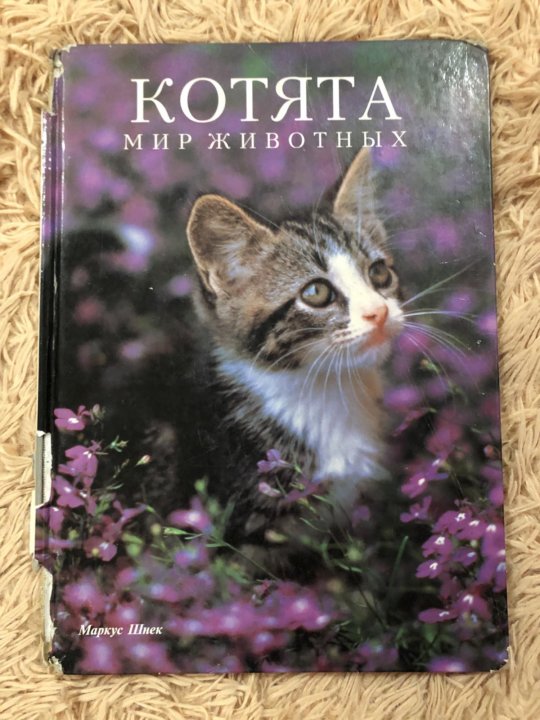 Мир котик. Котята Маркус шнек. Котенок с книгой. Котята мир животных книга. Книга котик.