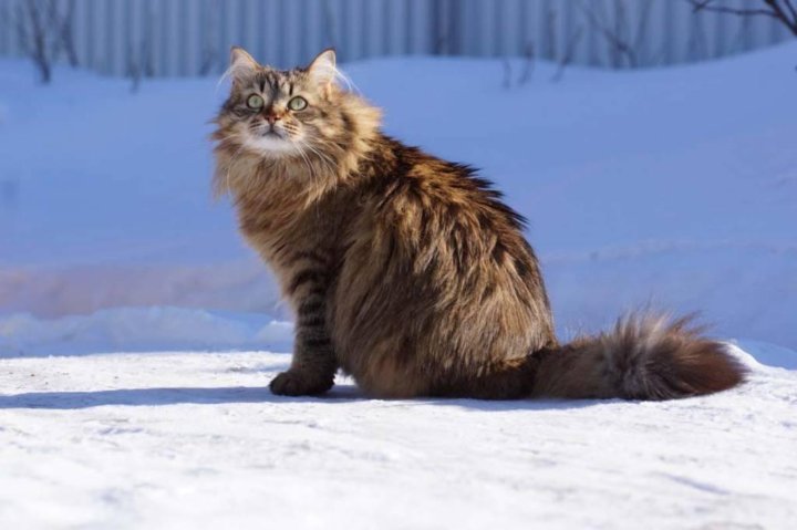 Сибирский котик