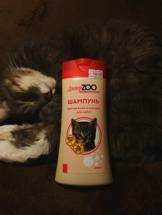 Как мыть котенка шампунем от блох. Шампунь от блох для котят. лучший шампунь от блох для котят. средство от блох шампунь для котят .. котик в шампуне.