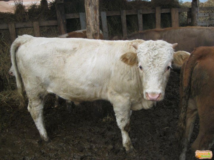 Купить живую корову цена. Почем принимают коров живым весом на убой Краснодарский край. Телята купить в Ишимбайском районе.