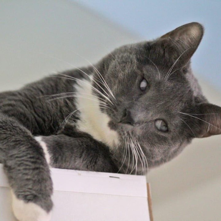 Звук мышей для кошки слушать. Gentle understanding Cat.
