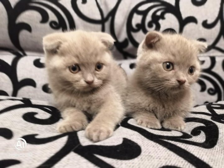 Фото Вислоухие Котята Авито