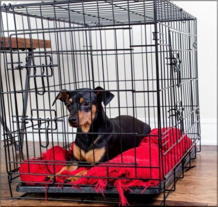 Заводчики собак в квартире. Вольер для йоркширского терьера. Квартирное содержание собак. Клетка для собак. Содержание собак.