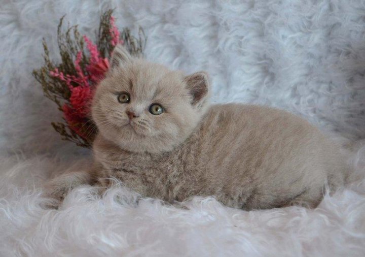 Лиловый Окрас Кошек Фото