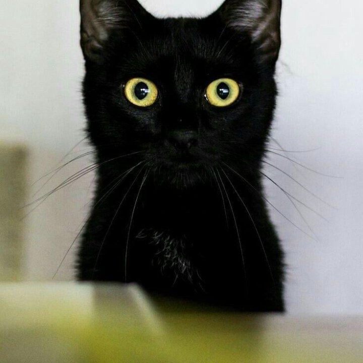 Фото черный кот