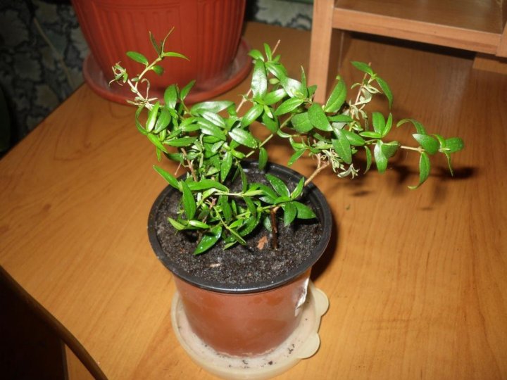 Мирт отросток. Как размножить мирт. Как размножить мирт. Мирт сеянец. Как размножить мирт.