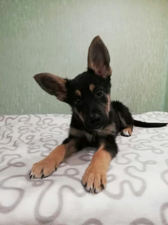 авито альметьевск животные