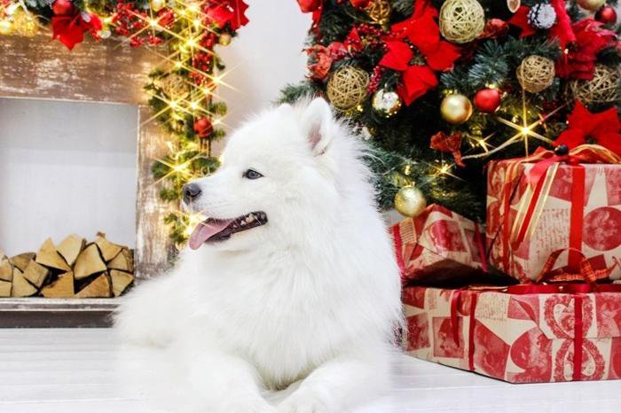 Собака в подарок. Самоед рождество. Новогодний самоед. Новогодний самоед. Новогодний самоед.