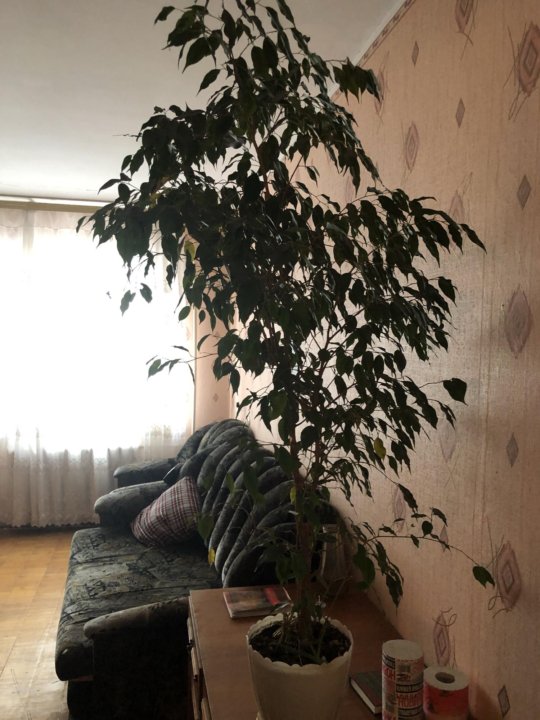Комнатная Березка Фото