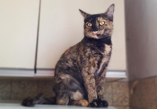 Кошка сахара. Кошка в сахарк. Саванна суприм. «сервал». Пустынная барханная кошка.