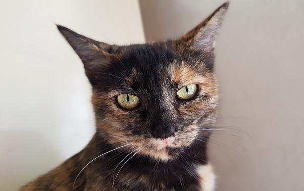 Сахара кошка. Барханная кошка (песчаная кошка). Барханный кот ареал обитания. Пустынный барханный кот. Барханный кот в пустыне.