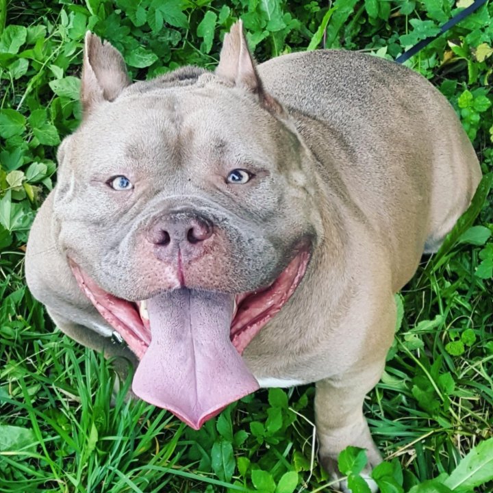 Американский булли фото. Аллергия у булли. Американский питбультерьер мини. Американский булли стандарт голубой. Американский бульдог булли.