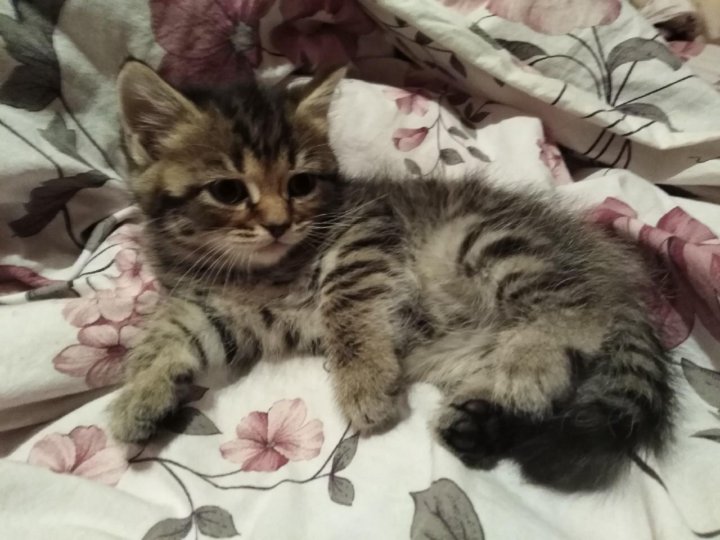 Купить Котенка Череповец На Авито Фото