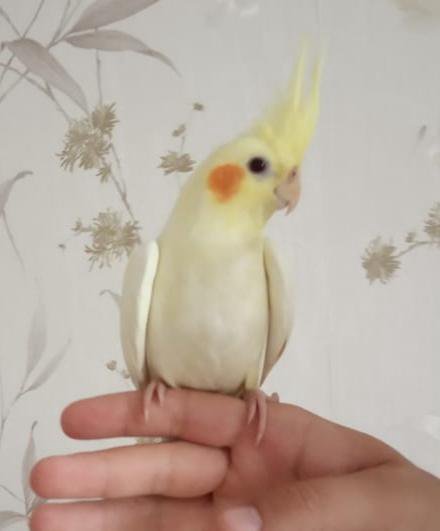 Корелла. Заводчики попугая корелла. Семья с попугаем корелла. Корелла и волнистый. Корелла.