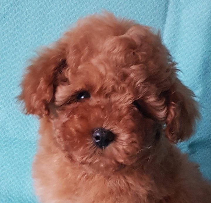 той пудель абрикосовый купить. той пудель чиро. пино той-пудель девочка. щенок пудель девочка. той пудель лиловый.