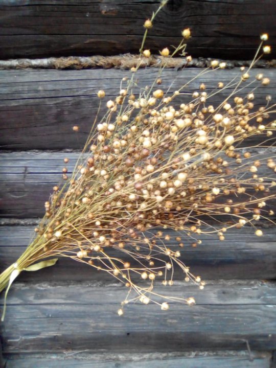 коробочки льна. ярутка сухоцвет. купить сухоцветы лен отбеленный в ростове на дону. икотник сухоцвет. сухие цветы.