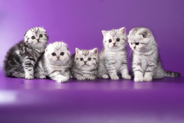 Серебристые Кошки Фото