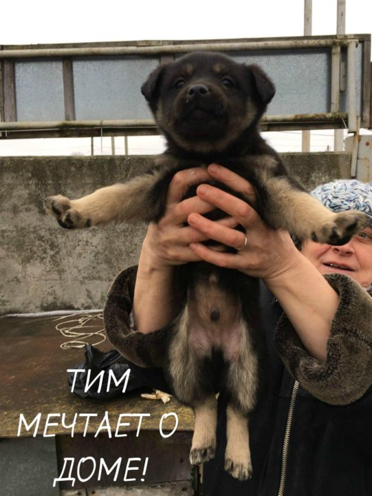 Бутузы собаки