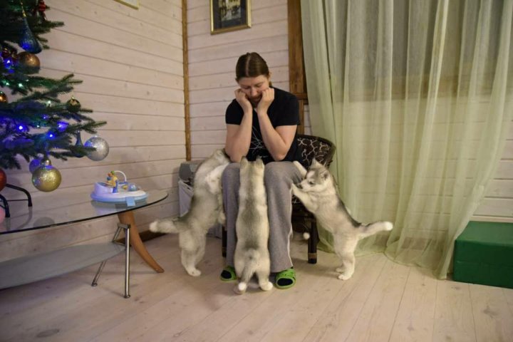 Дзен 10 хаски — ImgHub.ru