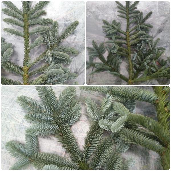 Ель Нобилис / Энциклопедия цветов / Flower-shop.ru - служба доставки цветов