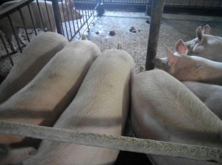 Мясо живой вес цена. Где купить свиней живым весом в Ставропольском.