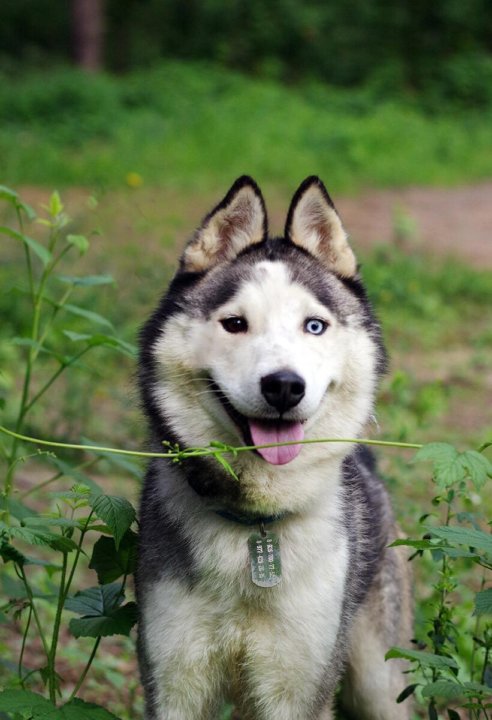 щенки хаски бесплатно в хорошие руки. авито хаски в добрые руки. отдам даром щенков хаски. авито хаски в добрые руки. авито хаски в добрые руки.