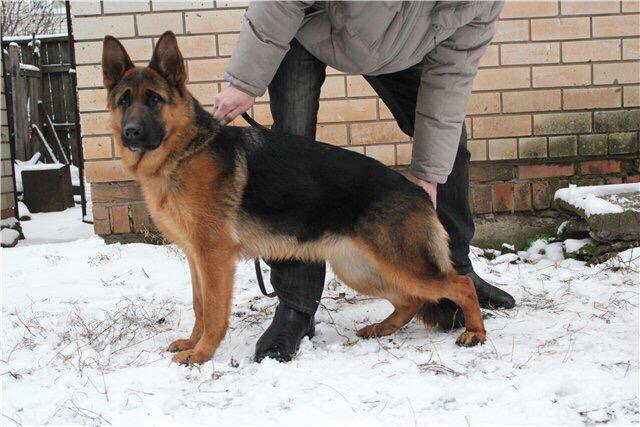 Американская тундровая овчарка. Экспресс линька немецкой овчарки. Овчарка алис. Груминг овчарки. Немецкая овчарка длинношерстная.
