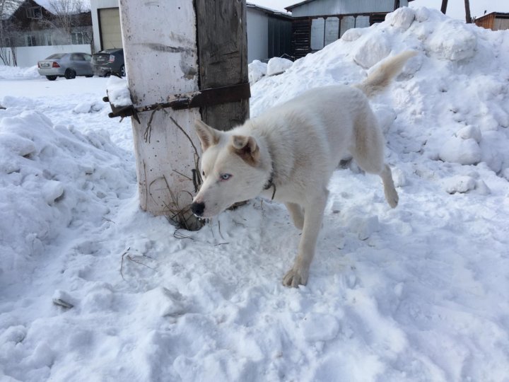 Животные братска. Животные братска. Братск кирова памятники. Животные братска. Авито животные кошки.