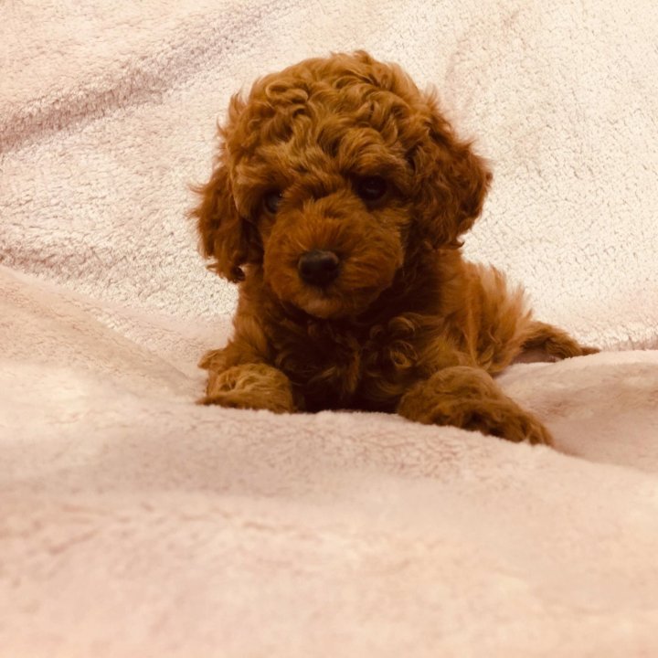 карликовый пудель девочка. девушка с пуделем. той пудель девочка. пудель карликовый абрикосовый. той пудель девочка.