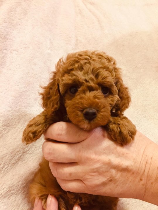 Авито пудель той черный волжский. Красный пудель ред браун. Той пудель ркф. Той пудель стандарт породы ркф. Той пудель ред браун.