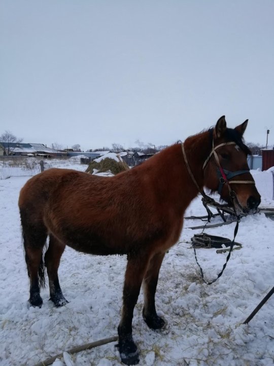 Авито лошади новосибирская. Лошади в Чусовом. Продаются лошади за 100 руб. Обменять кобылу на жеребца в Алтайском крае. Кони на авито в Омске.