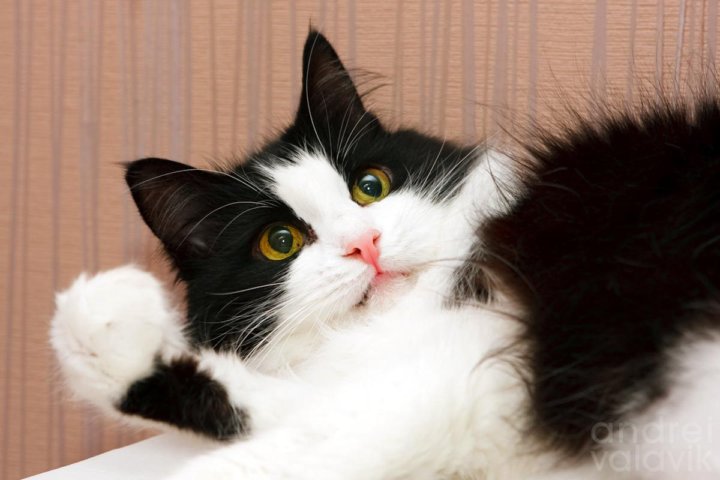 Черный кот белая кошка