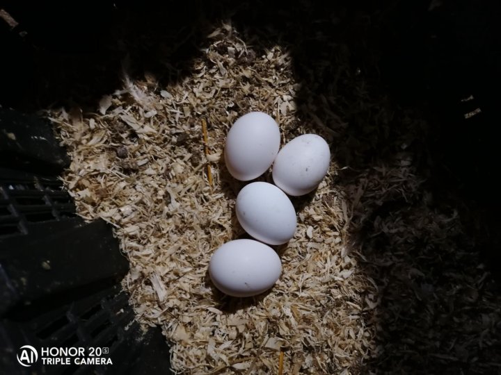 Купить инкубационные яйца пород кур. Купить яйцо инкубационное породных кур по Ростовская область.