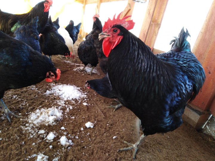 джерсийский гигант голубой. дзержинский гигант куры. джерсийский гигант порода. ия джерсийский гигант на авито россия. джерсийский гигант порода.