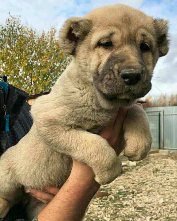 авито кавказский волкодав. авито кавказский волкодав. дагестанский волкодав щенок. кавказский волкодав. кавказский волкодав рыжий.