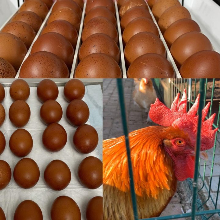 Маран пшеничный. Порода Маран шоколадное яйцо описание и картинки. Яйца в Краснодаре цена.