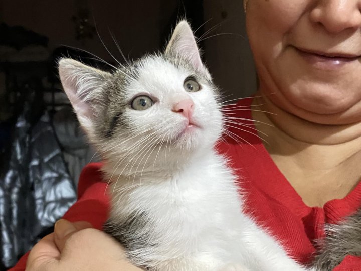 Метис персидской кошки. Авито волжский кошек. Авито волжский кошек. Котята волжский. Турмалиновая авито котята.