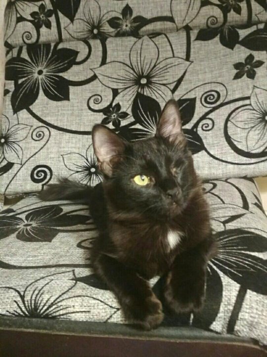 кот липецка