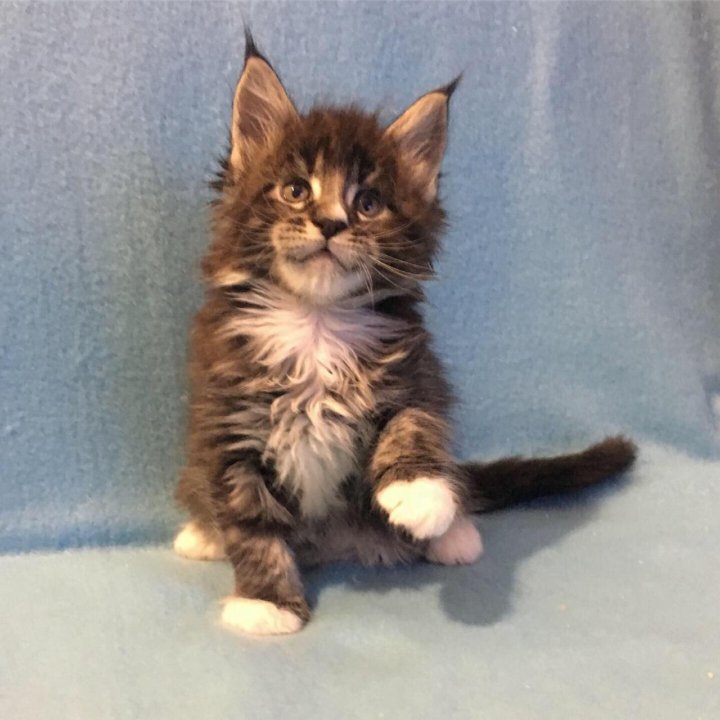 кисточки у мейн кунов. мейн кун без кисточек. мейн кун без кисточек. мейн-кун чёрный мрамор тёплый 1 год. мейн куны без кисточек на ушах.